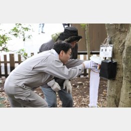 昨年、代々木公園で蚊を採取する仕掛けを取り付ける都職員（Ｃ）日刊ゲンダイ