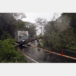 2011年台風15号でへし折られた街路灯と樹木（Ｃ）日刊ゲンダイ
