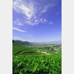 胸がすく風景（甲州市勝沼町から甲府盆地を望む）／（山梨県提供）