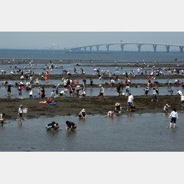 大自然が残る（潮干狩りで有名な盤洲干潟、向こうはアクアブリッジ）／（提供写真）