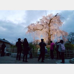 京都・円山公園の夜桜（Ｃ）日刊ゲンダイ