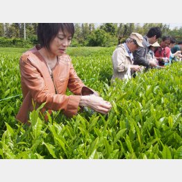 １０月末までお茶の葉を摘みとれる（Ｃ）日刊ゲンダイ