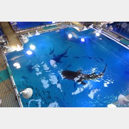 世界最大級水族館「海遊館」（バックヤードから）／（Ｃ）日刊ゲンダイ