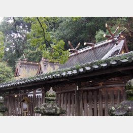 世界遺産「闘鶏神社」／（Ｃ）日刊ゲンダイ