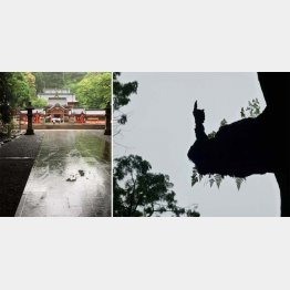 霧島神社と神木（神官に見える！？）／（提供写真）