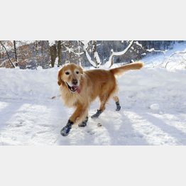 北海道では当たり前の光景（提供写真）