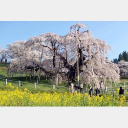 三春・滝桜（提供写真）