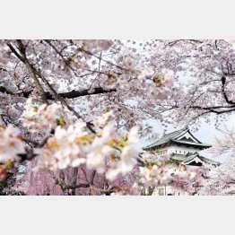 満開の桜と弘前城の天守閣（Ｃ）共同通信社