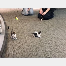 かわいい子猫を“警察猫”に（トロイ警察署のツイッターから）