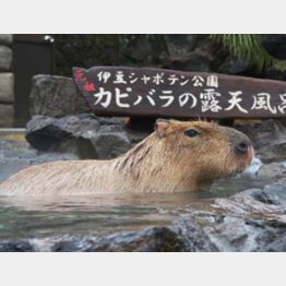 伊豆シャボテン動物公園（提供写真）