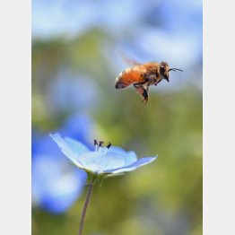 ミツバチとネモフィラ（Ｃ）日刊ゲンダイ
