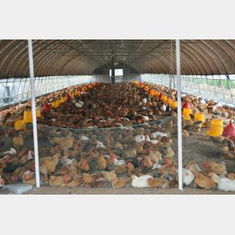 中国上海市松江区の養鶏場で飼われている食用のニワトリ（Ｃ）共同通信社