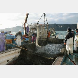 福井県美浜町の日向沖で行われた定置網漁（Ｃ）共同通信社