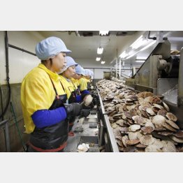 北海道の食品加工場でホタテの貝殻をむく技能実習生たち（Ｃ）共同通信社