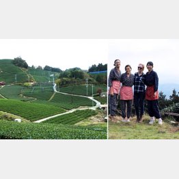 一面に広がる和束町の茶畑、外国人向けティーツアー（右）も人気（提供写真）