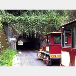 神奈川県横浜市の「こどもの国のトンネル」／（提供写真）