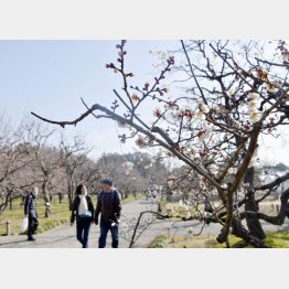 梅も見ごろ（Ｃ）共同通信社