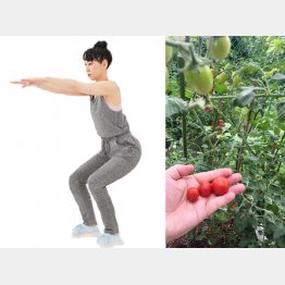 ひざを曲げてお尻を後方に突き出す、トマトの栽培は約2カ月ちょっとでこの通り（右）／（Ｃ）日刊ゲンダイ