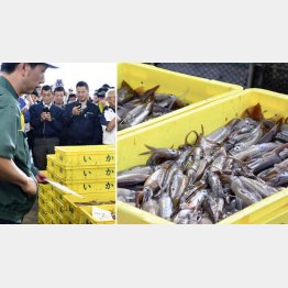 3日、北海道函館漁港で初水揚げされたスルメイカは前年並み（Ｃ）共同通信社