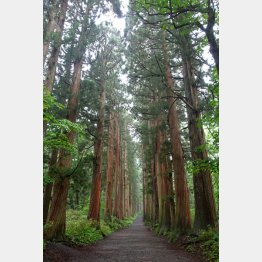 奥社へ向かう道は実に神秘的（提供写真）