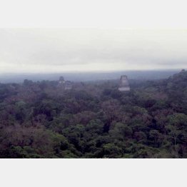グアテマラのティカル遺跡。ジャングルの大海原からピラミッドの先端がそこかしこに…（提供写真）