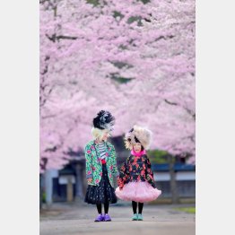 桜が満開、七戸町の瑞龍寺。おどけた顔がカワイイ（撮影／小原達郎さん）