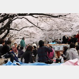 満開時は大モメ必至（上野公園）／（Ｃ）日刊ゲンダイ