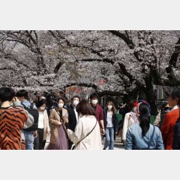 マスクをして上野公園で桜を楽しむ人々（Ｃ）日刊ゲンダイ
