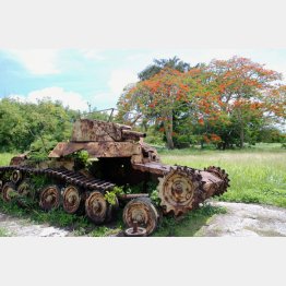 旧日本軍の飛行場近くには多数の戦跡があり、戦車も残っている。後方の赤い花は「南洋桜」と呼ばれた火炎樹（2015年6月、サイパン島）／（Ｃ）共同通信社
