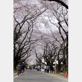 桜並木が美しい谷中（Ｃ）日刊ゲンダイ
