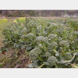 補欠（？）の「側芽」でも味はレギュラー級（提供写真）