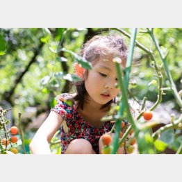 ミニトマトは子供が大好きだが…