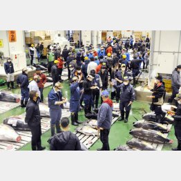 豊洲市場のマグロの競りに集まった関係者（Ｃ）共同通信社