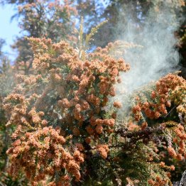 花粉症から解放される日は訪れるのか（Ｃ）kororokerokero／iStock