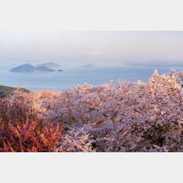 幻想的な紫雲出山の桜（香川県三豊市＝ドローンエンターテインメント提供）