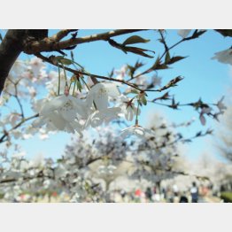 桜咲く入学式の季節に