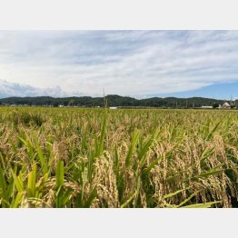 つや姫の田んぼの風景（提供写真）