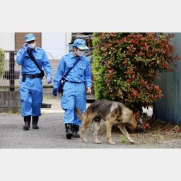 アミメニシキヘビを捜す警察犬と捜査員（Ｃ）共同通信社