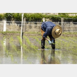 コメ農家の高齢化が深刻に…