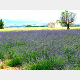 南仏プロバンス地方のラベンダー畑