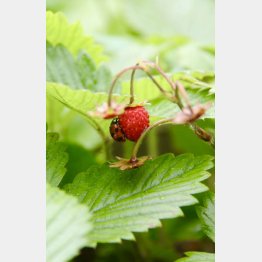 ワイルドストロベリーの茂みで雨宿りするテントウムシ（提供写真）