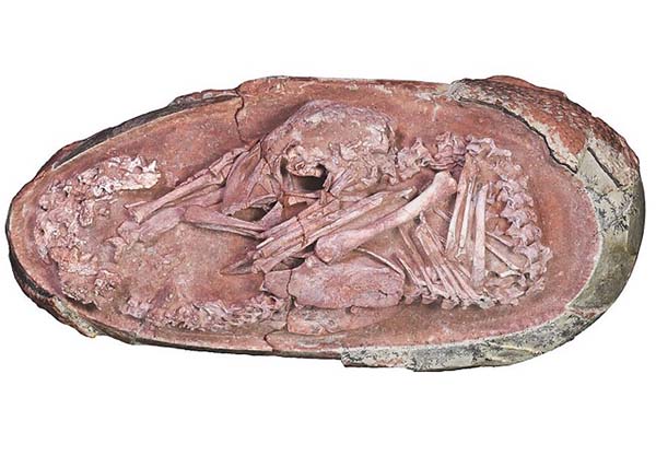 約7200万年前に生きた「オビラプトロサウルス」の卵（フェイスブックから）