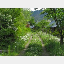 野山の小道にはさまざまな雑草が生い茂る（提供写真）