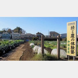 「農業体験農園　緑と農の体験塾　加藤農園」（撮影）金丸弘美