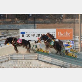 ばんえい競馬（Ｃ）日刊ゲンダイ