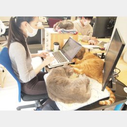 キーボードを叩く社員の横で猫たちがゴロゴロ（Ｃ）日刊ゲンダイ