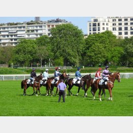 オートゥイユ競馬場（Ｃ）日刊ゲンダイ