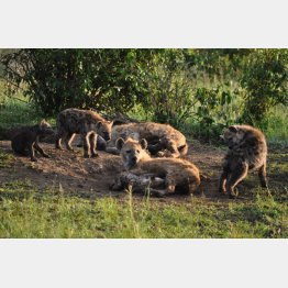 ハイエナの餌食か…