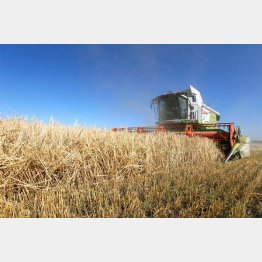 小麦の収穫が激減のウクライナ（写真＝2016年資料）／（Ｃ）ロイター