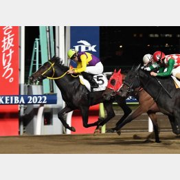 大井・東京シティ競馬（提供写真）